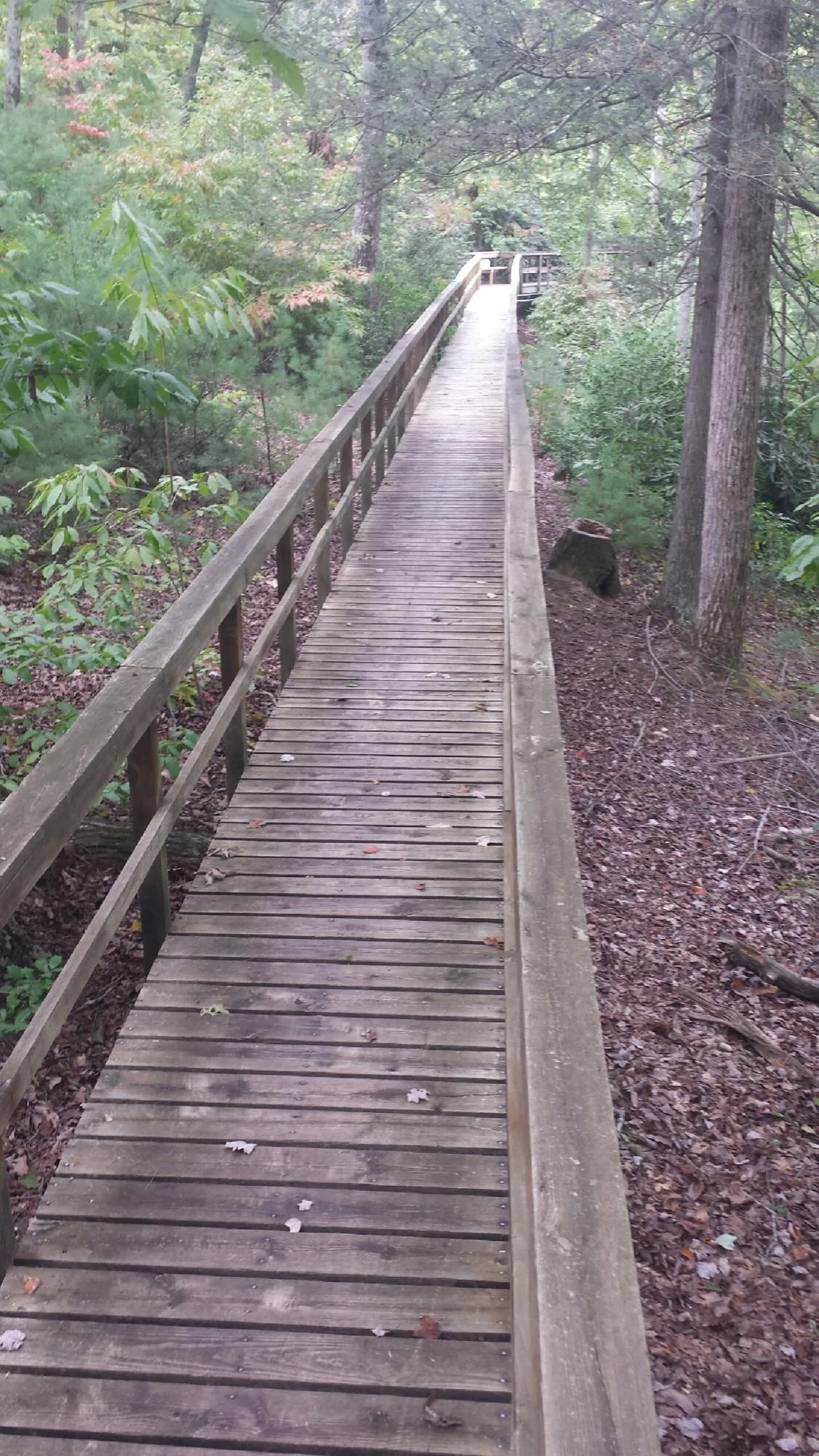 Long wood walkway with handrails built through the woods in Fort Mitchell